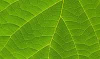 Plant Cell：一种在植物细胞中研究蛋白互作的新方法