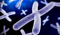Nature: 第一个完整的常染色体的结构、功能和进化