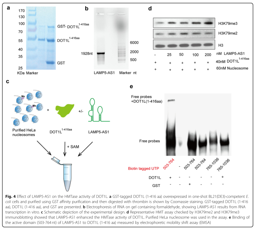 RNA pull down MS结合蛋白鉴定-客户文献-辉骏生物.png