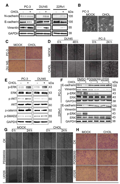 Co-IP-MS/MS、生物信息学分析-客户文献-辉骏生物.png