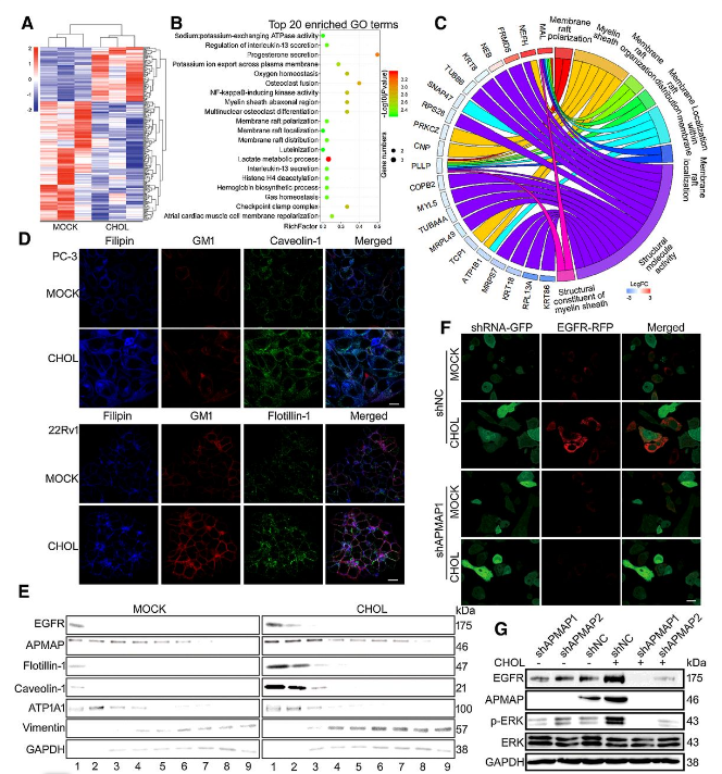 Co-IP-MS/MS、生物信息学分析-客户文献-辉骏生物.png