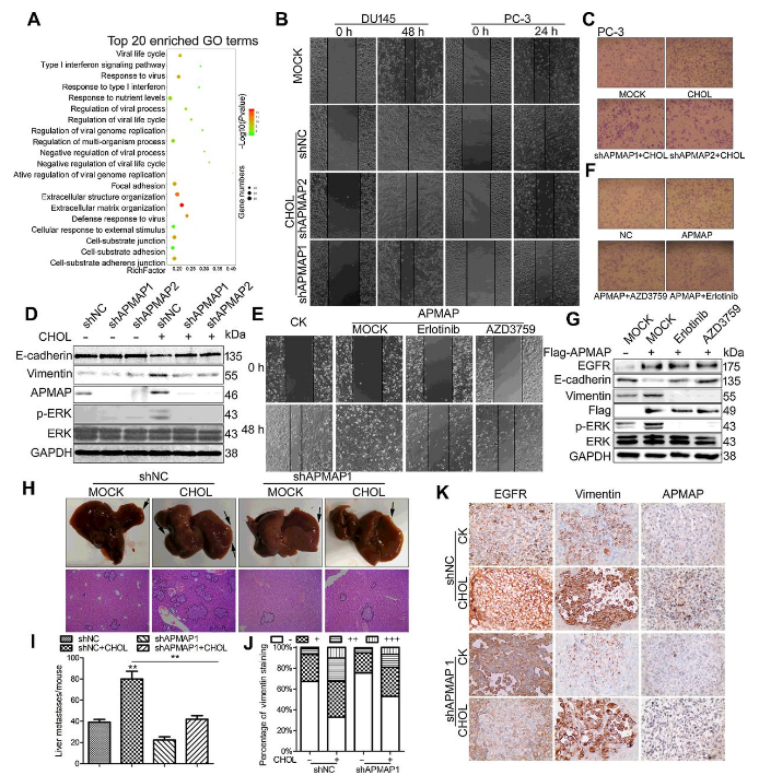 Co-IP-MS/MS、生物信息学分析-客户文献-辉骏生物.png