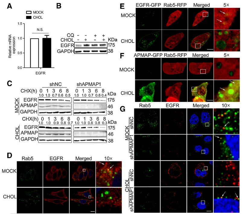 Co-IP-MS/MS、生物信息学分析-客户文献-辉骏生物.png