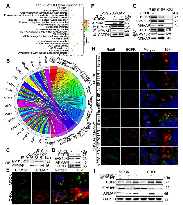 Co-IP-MS/MS、生物信息学分析-客户文献-辉骏生物.png