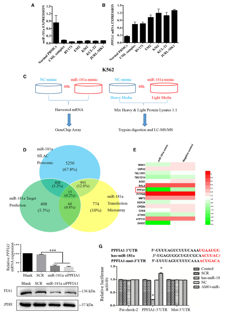 SILAC实验、Co-IP技术服务-客户文献-辉骏生物.png