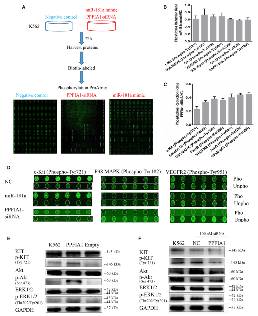 SILAC实验、Co-IP技术服务-客户文献-辉骏生物.png