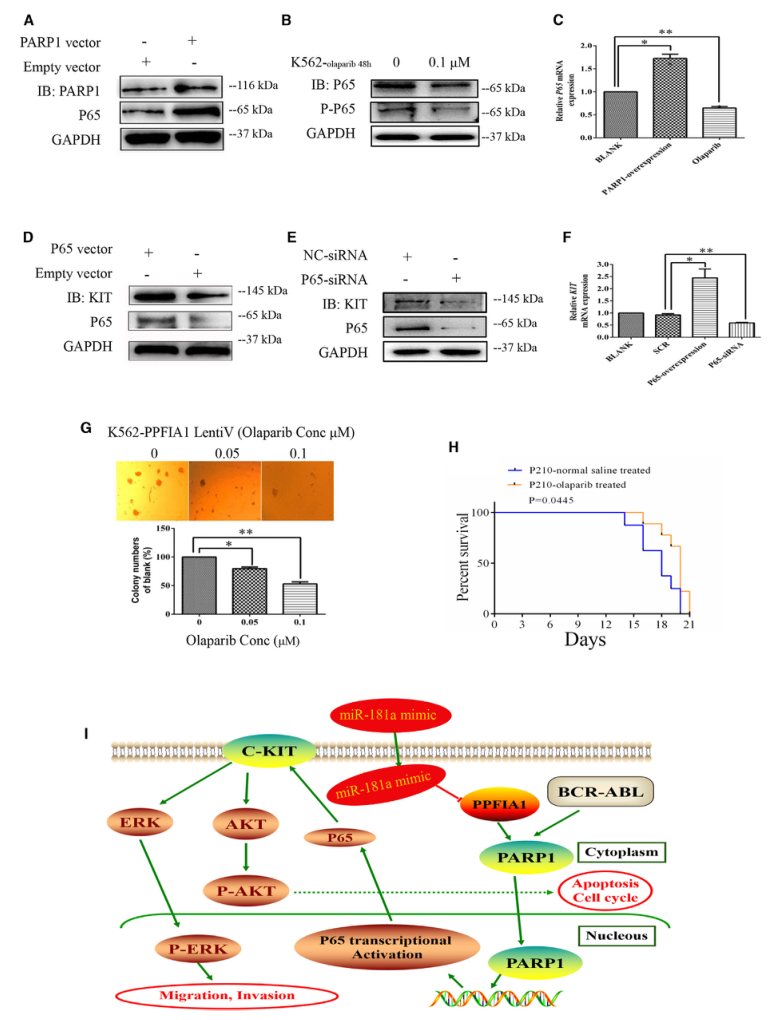 SILAC实验、Co-IP技术服务-客户文献-辉骏生物.png