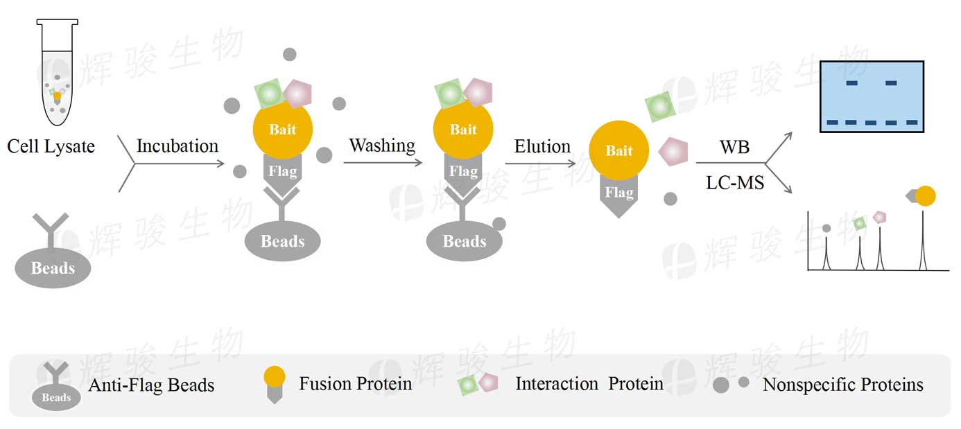 质谱鉴定_coip免疫共沉淀_Co-IP MS技术实验服务公司