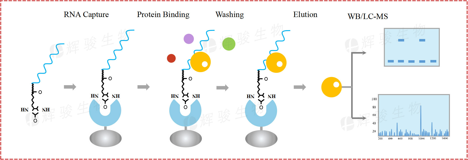 RNA pull down，rna pull-down实验原理和步骤