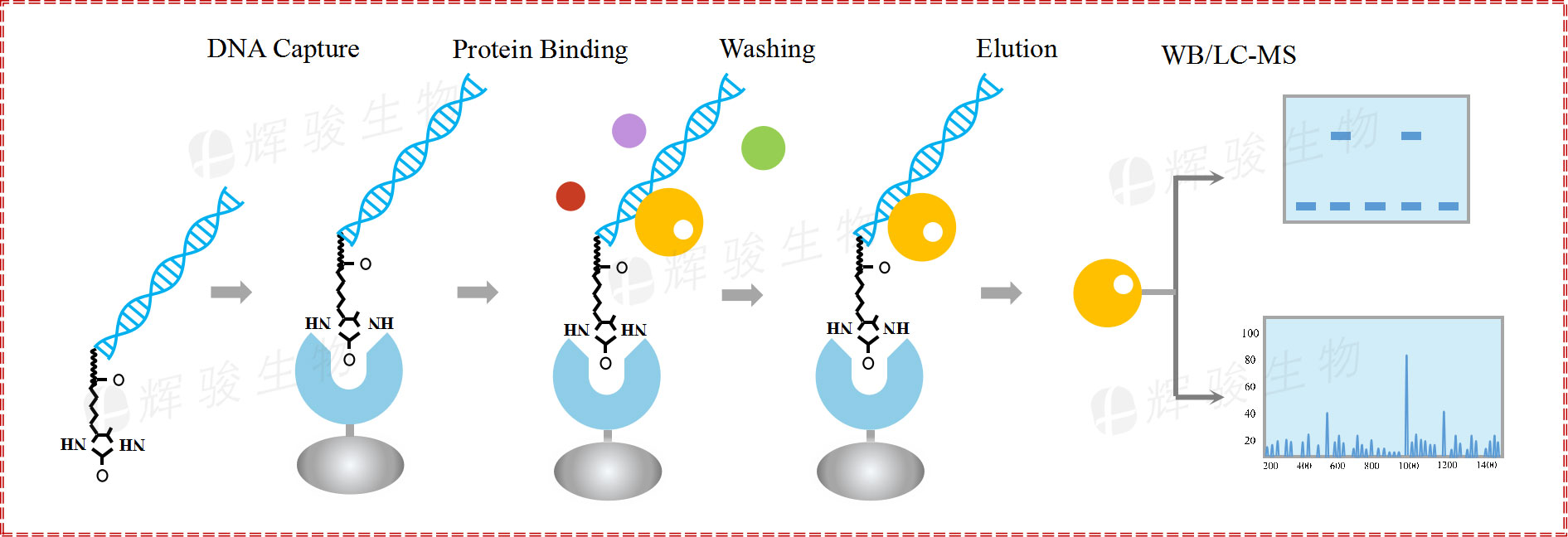 DNA pull down实验技术服务步骤 dna pulldown WB实验平台公司