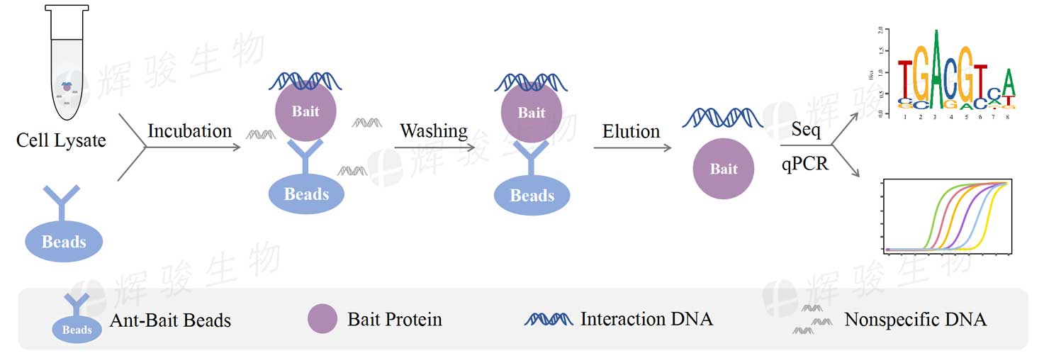 ChIP-qPCR实验，染色质免疫共沉淀ChIP技术服务，DNA与蛋白互作外包平台.jpg