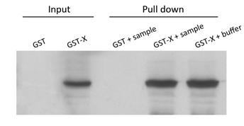 GST-pull down外包实验服务结果分析