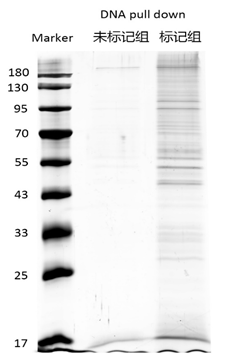 DNA pull down实验技术服务结果分析