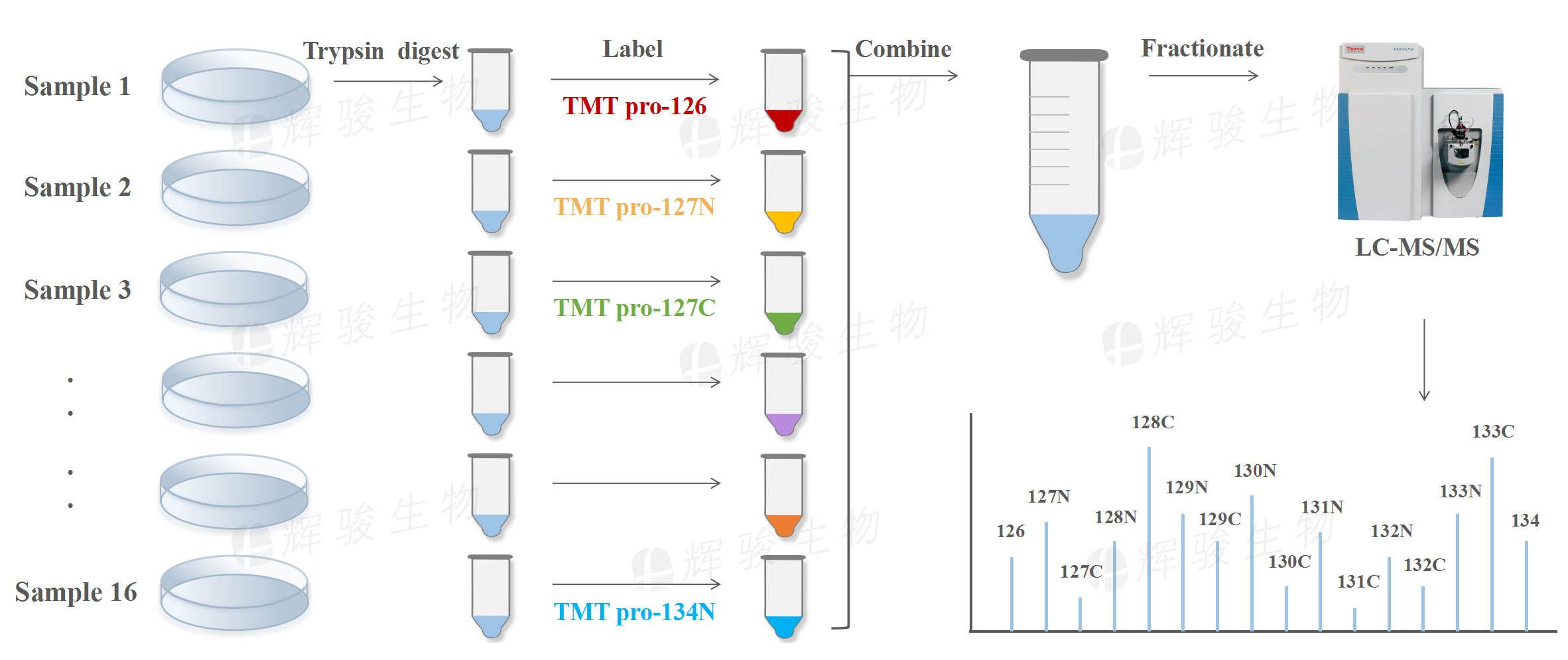 TMT标记定量蛋白质组学，TMT标记定量，TMT，TMT定量蛋白质组学