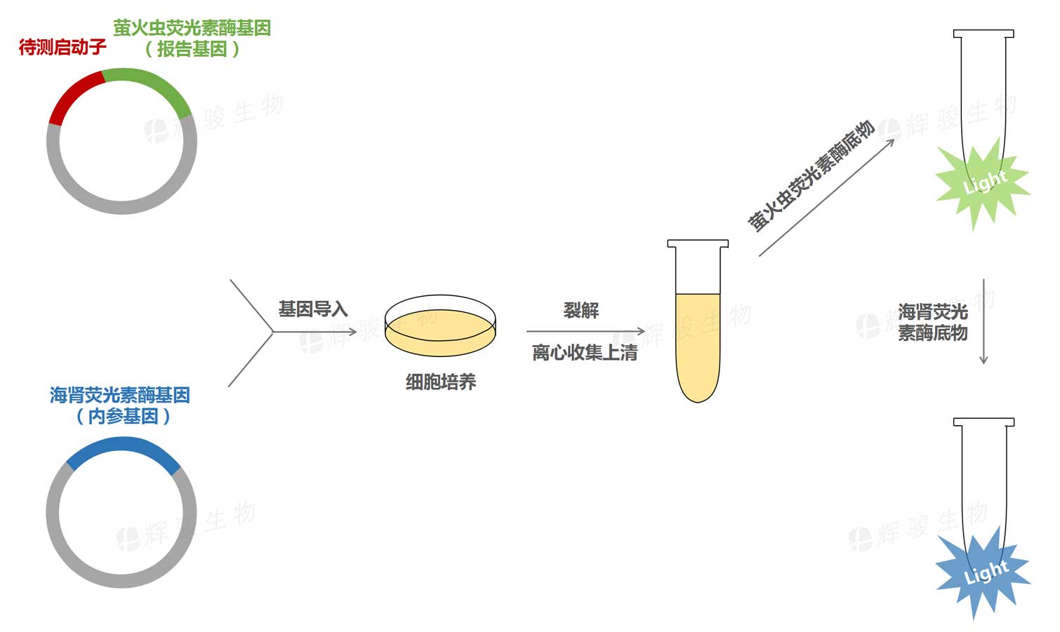 双荧光素酶报告基因实验技术服务_启动子活性检测实验.jpg