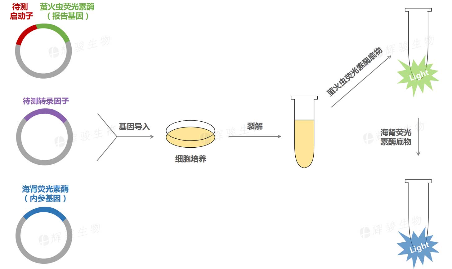 启动子与转录因子结合验证外包服务_转录因子验证_双荧光素酶检测.jpg