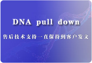 DNA pull down