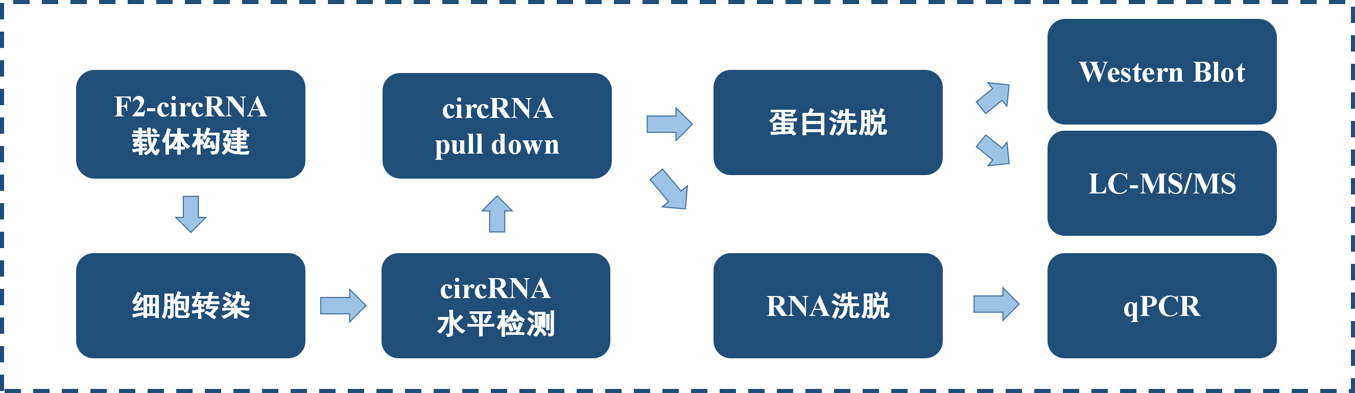 circRNA pull down技术实验.bmp circRNA pull down技术实验.bmp