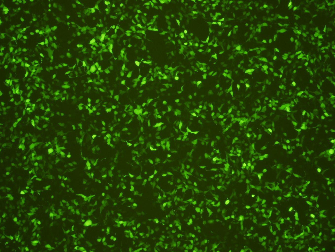 稳定细胞系荧光检测图