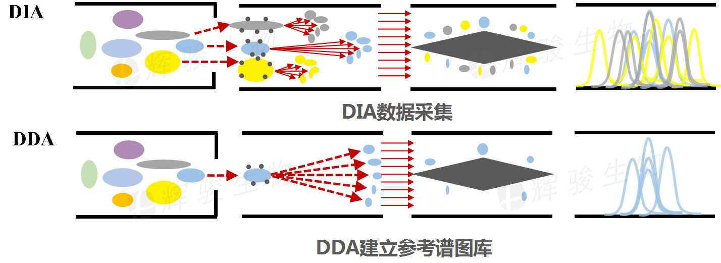 DIA技术服务，DIA全息扫描定量实验检测，DIA蛋白质组学.jpg