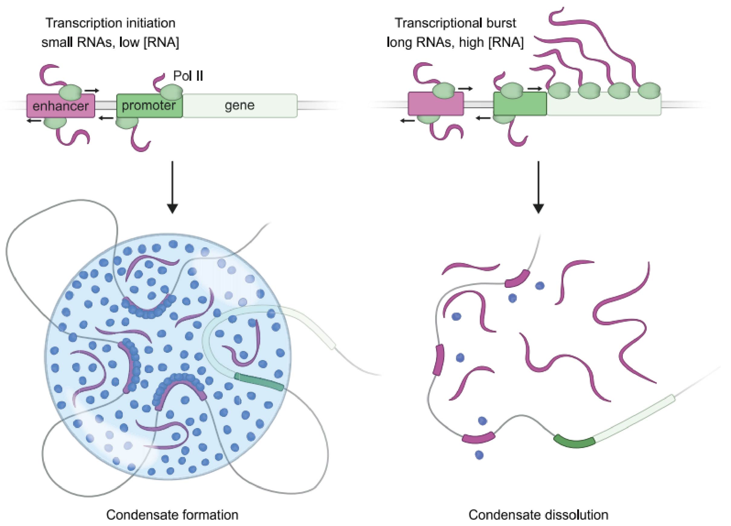 转录凝聚物的 RNA 介导反馈控制模型。