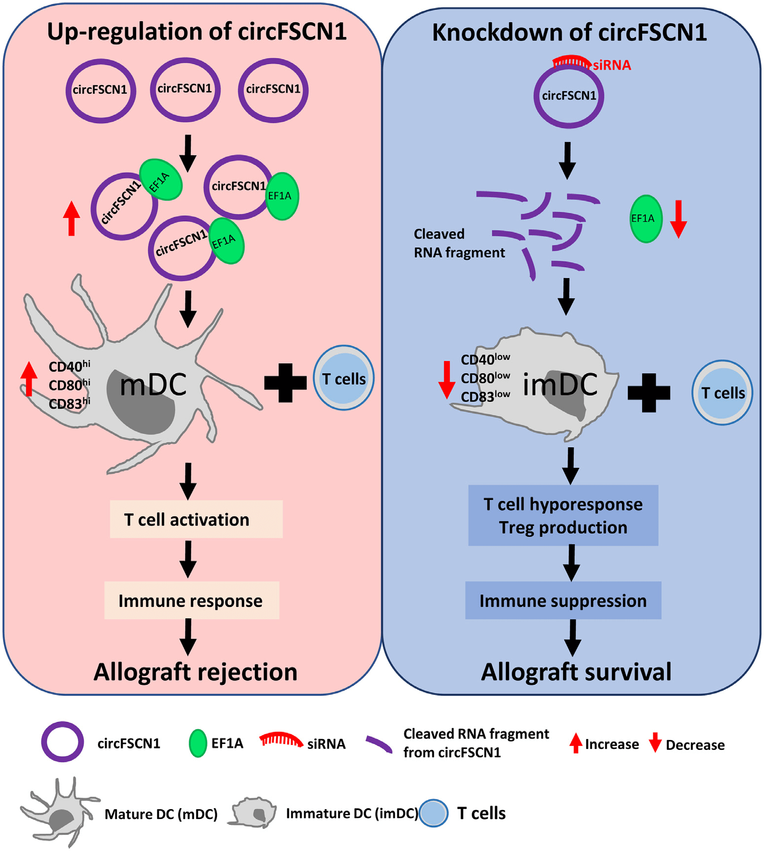 circFSCN1/EF-1A 在 DCs 介导的同种免疫调节中的作用和 circFSCN1 敲低在同种免疫抑制中的作用。