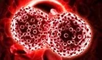 生物学家发现血癌细胞异常背后的基因缺失