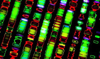 人类基因组首次完整测序