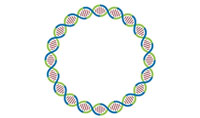 人工环状 RNA 可绕过细胞抗病毒反应