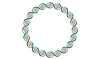 人工环状 RNA 可绕过细胞抗病毒反应