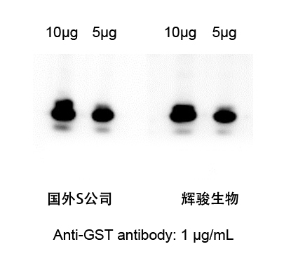 GST标签抗体对比图-辉骏生物.jpg