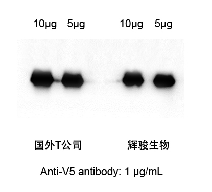 V5标签抗体-辉骏生物.jpg