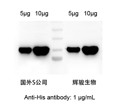 HIS标签抗体对比图-辉骏生物.jpg