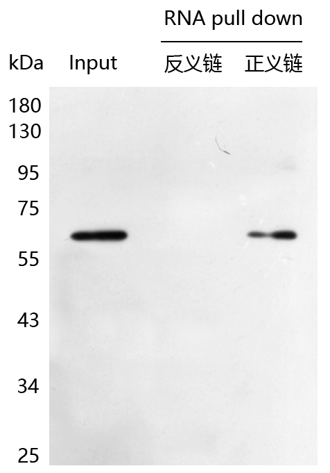 辉骏生物生物素RNA pull-down试剂盒使用案例