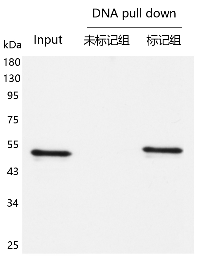 辉骏生物DNA pull down检测试剂盒使用案例