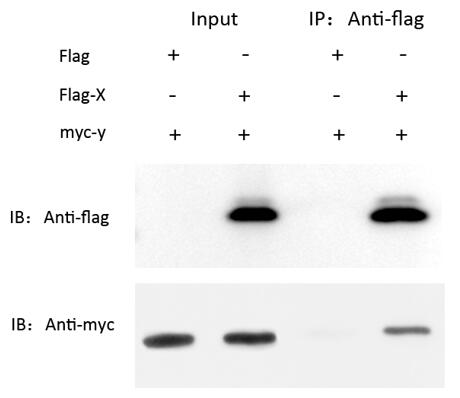 辉骏生物Flag免疫共沉淀试剂盒使用案例