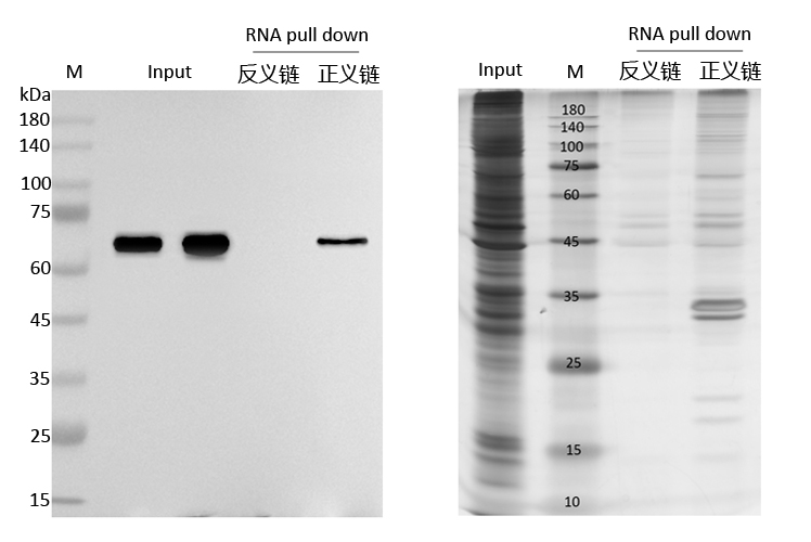 RNA pull down检测图.jpg