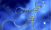 RNA靶向基因激活疗法