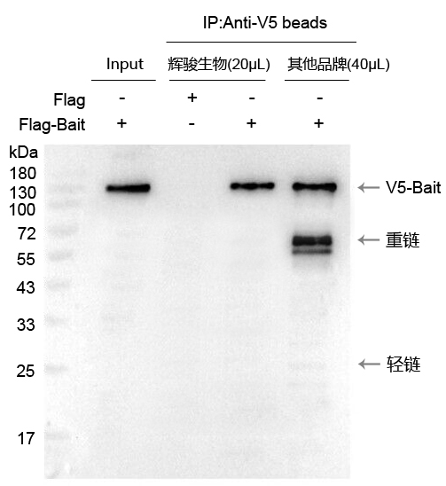 V5标签抗体磁珠使用案例-强亲和力,结合量高