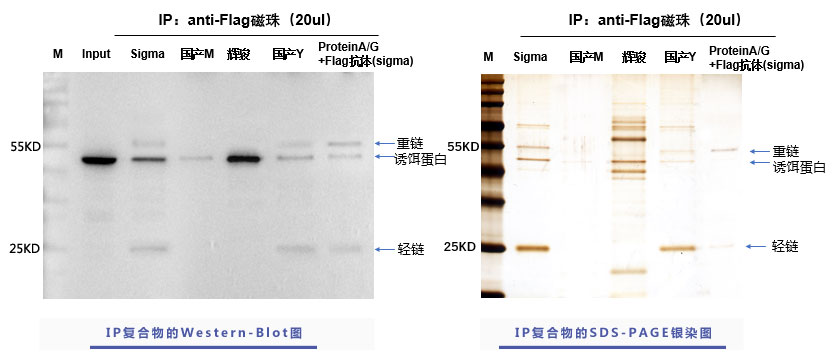 辉骏生物flag标签抗体磁珠使用案例,强亲和力,无抗体轻重链污染