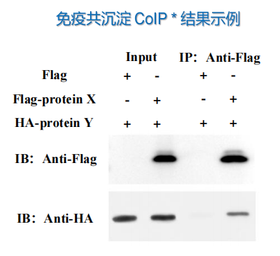 coip结果示例.png