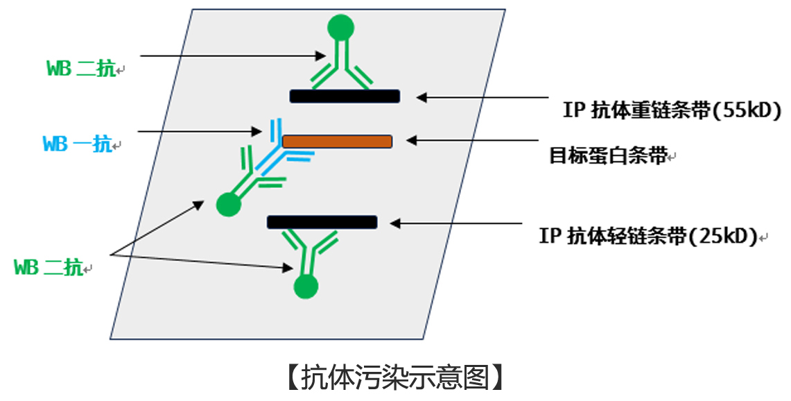 IP实验抗体污染图