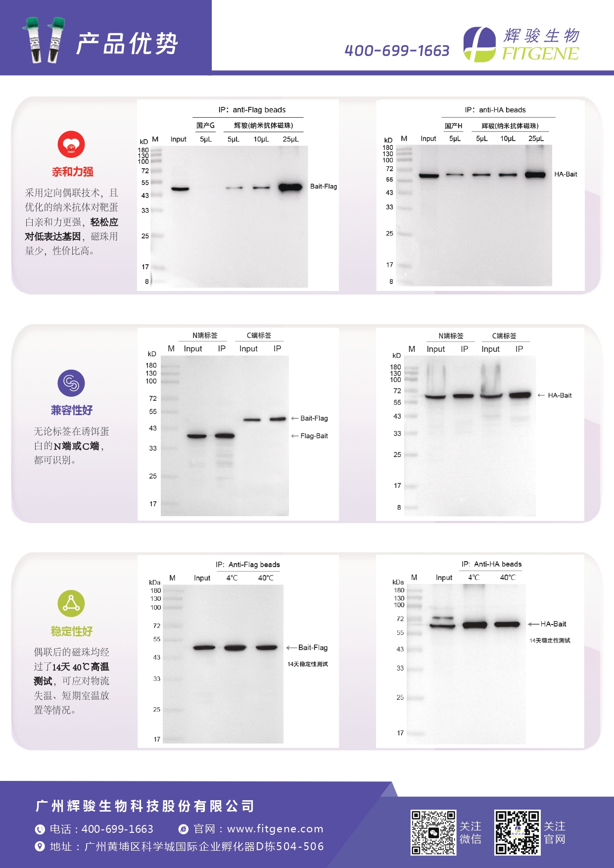 辉骏生物ChainFree®标签纳米抗体磁珠(Flag、HA、V5、GFP、mCherry)-无轻重链污染-亲和力强