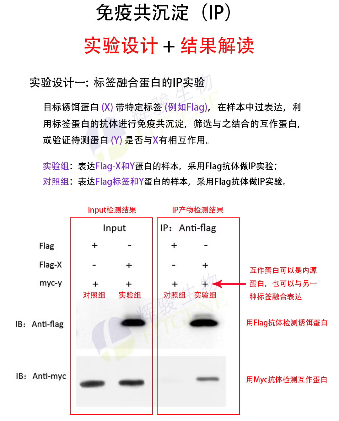 辉骏生物IP实验设计及结果解读