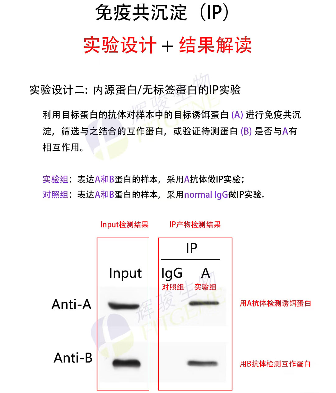 辉骏生物免疫共沉淀实验设计服务-周期短-服务到投稿