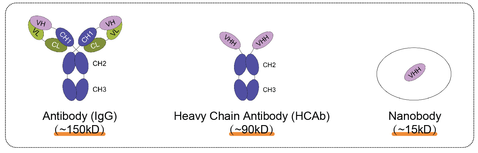 辉骏生物ChainFree® Anti-mCherry纳米抗体磁珠-无轻重链污染-高效完成COIP