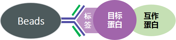 标签蛋白Co-IP实验原理图-辉骏生物纳米抗体磁珠高效完成coip实验