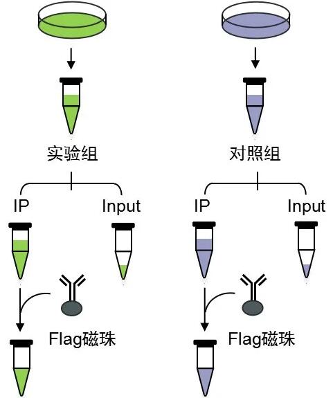 标签蛋白Co-IP实验分组流程图-辉骏生物