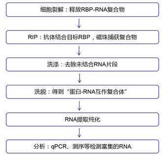 RIP实验步骤图.jpg RIP实验步骤图.jpg