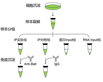 RIP实验分组流程图.jpg RIP实验分组流程图.jpg